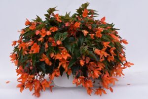 Begonia ‘Summerwings Compact Orange’ (Kientzler)