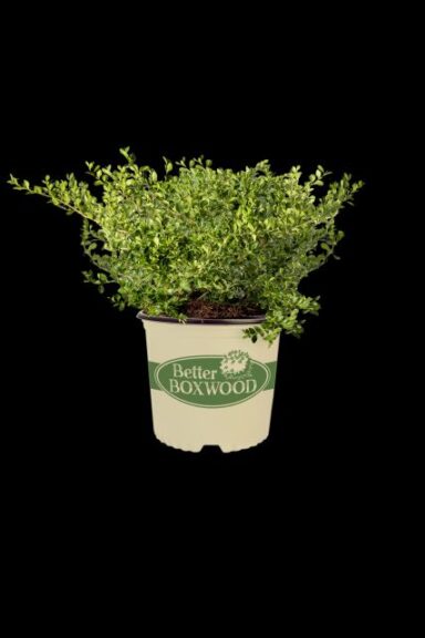 Better Boxwood Collection (Plant Development Services International)