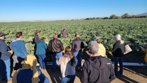 Biologicals Taking the Next Step for Greenhouse Growers