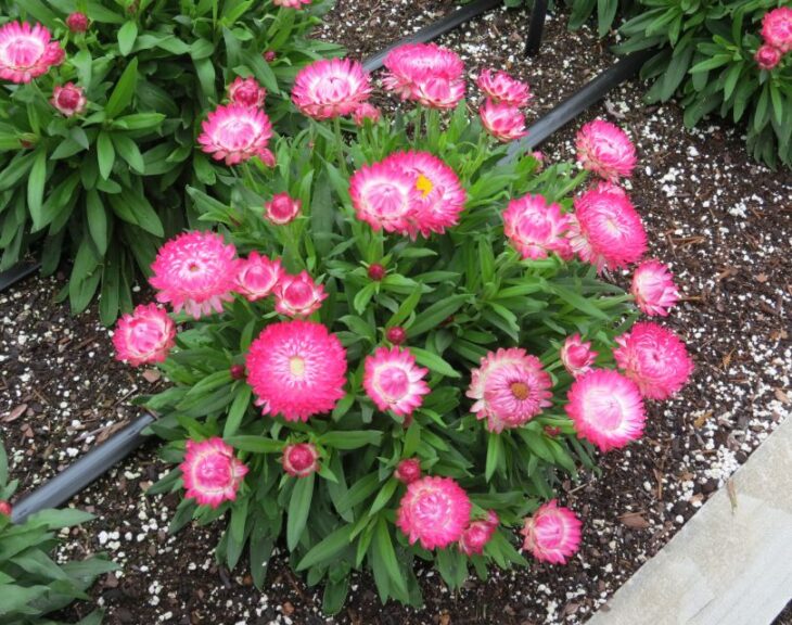 Bracteantha Granvia Series (Suntory)