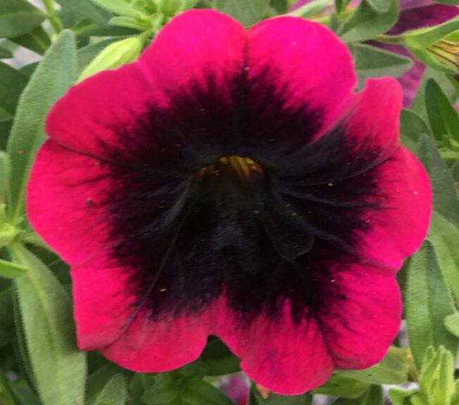 Calibrachoa 'Dracula' (Westhoff)