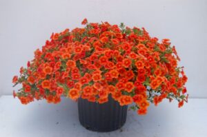 Calibrachoa ‘Million Bells Orangina’ (Suntory)