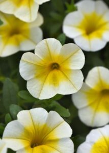 Calibrachoa 'MiniFamous Uno White Gold' (Selecta One)