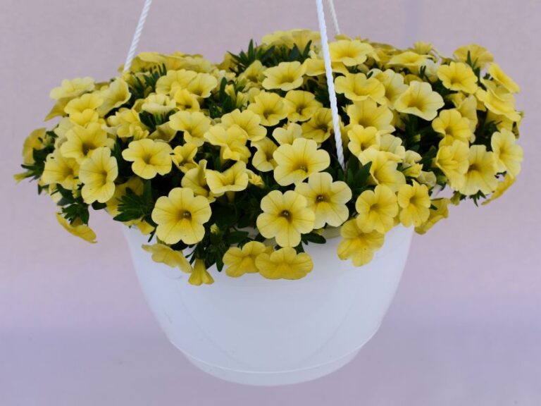 Calibrachoa Pocket Series (Kientzler)