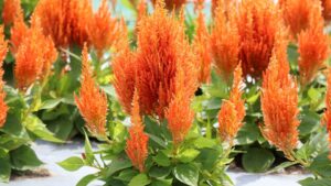 California Spring Trials 2022 Preview: Sakata Ornamentals, Kientzler, Syngenta Flowers, ThinkPlants