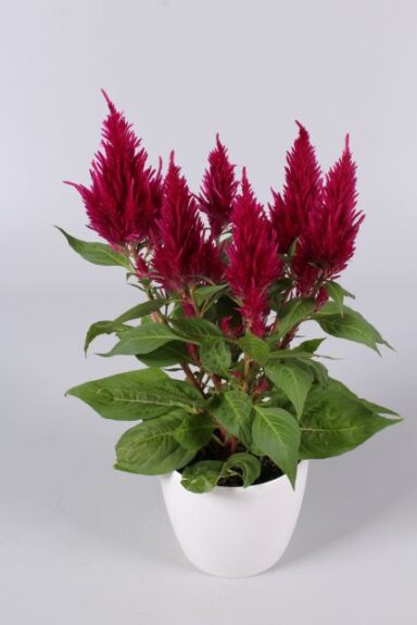 Celosia Floriosa Series (Ball Ingenuity)