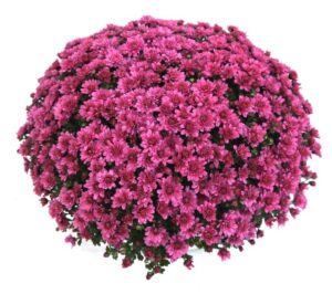 Chrysanthemum Branmagic Series (Brandkamp)