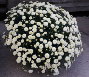 Chrysanthemum Brannoblesse Series (Brandkamp)