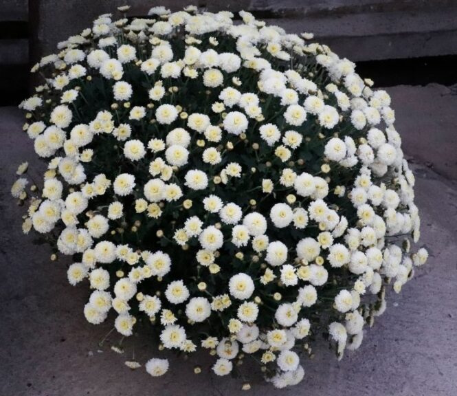 Chrysanthemum Brannoblesse Series (Brandkamp)