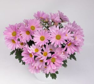 Chrysanthemum Tamalu Series (Brandkamp)