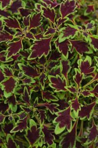 Coleus 'MicroBlaze Matchsticks' (Ball FloraPlant)