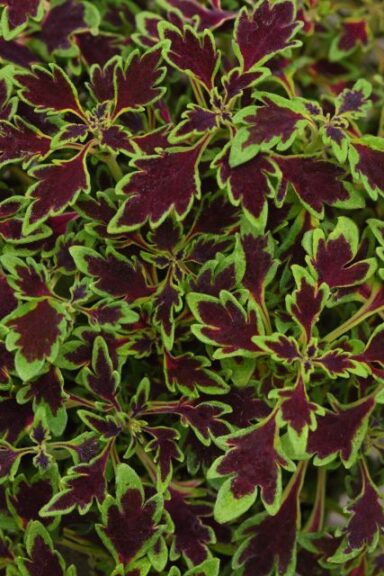 Coleus 'MicroBlaze Matchsticks' (Ball FloraPlant)