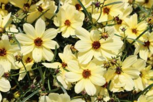 Coreopsis ‘Corleone Cream’ (Benary)