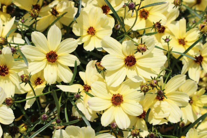 Coreopsis ‘Corleone Cream’ (Benary)