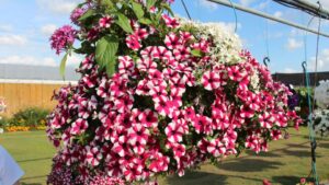 Spring Crops Recap: Missed Opportunities Can Lead to Lessons for Next Year