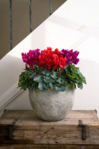 Cyclamen 'Super Serie Elegante' (Schoneveld)