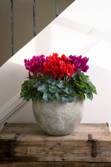 Cyclamen 'Super Serie Elegante' (Schoneveld)