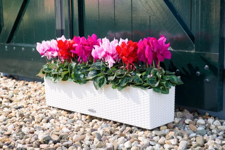 Cyclamen 'Super Serie Leopardo' (Schoneveld)