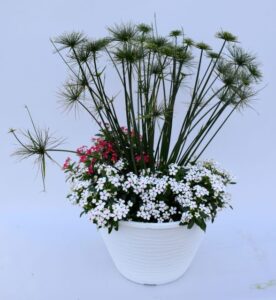Cyperus ‘Cleopatra’ (Kientzler)