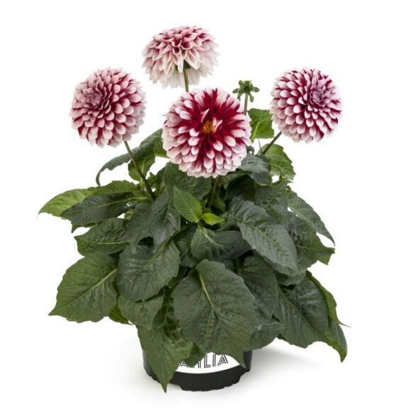 Dahlia 'LaBella Grande Fun Red White' (Beekenkamp)