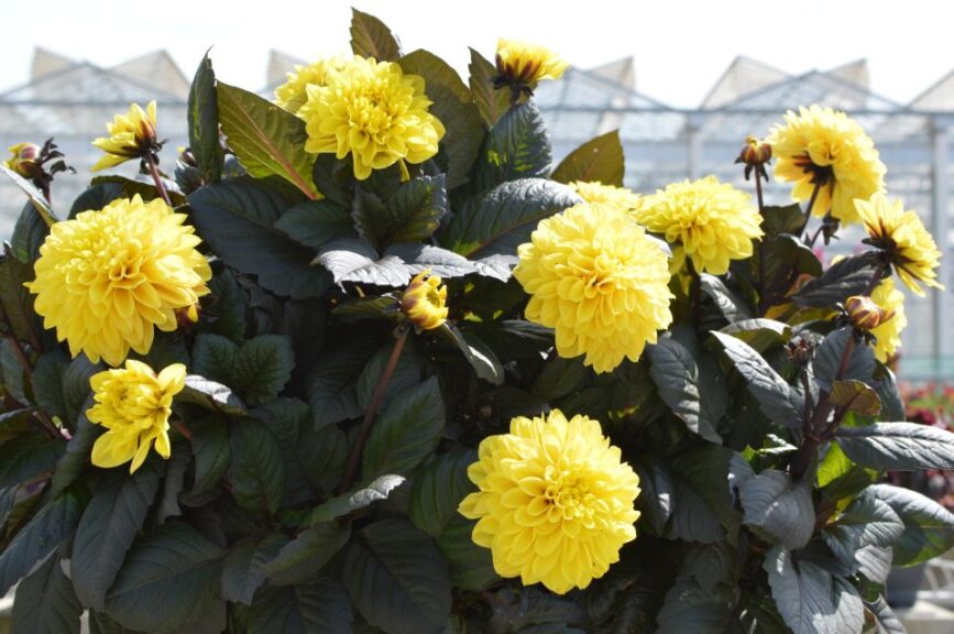 Dahlia 'LaBella Maggiore Fun Chocolate Yellow' (Beekenkamp)