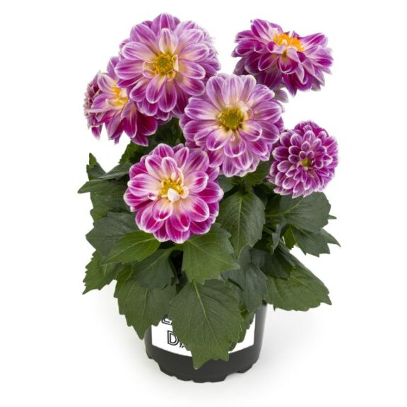 Dahlia 'LaBella Medio Fun Pink Flame' (Beekenkamp)