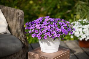 Calibrachoa ‘Colibri Dark Lavender’ (Danziger)