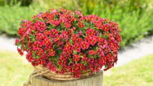 California Spring Trials 2022 Preview: Danziger, Benary, American Takii, and Dümmen Orange Locations