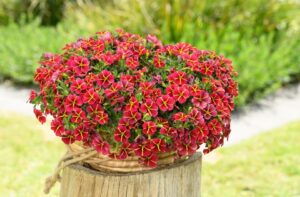 Calibrachoa ‘Colibri Bling Exotic Red’ (Danziger)