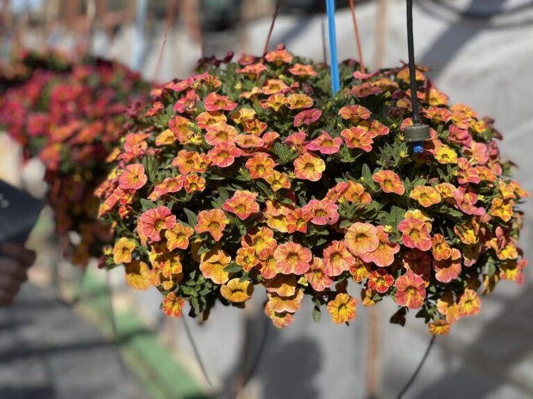Calibrachoa ‘Ombre Sunrise’ (Danziger)