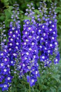 Delphinium ‘Delgenius Blue Fabulosa’ (Pacific Plug & Liner)