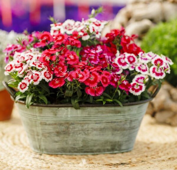 Dianthus Chiba Auricula Mixture (Hem Genetics)