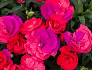 Dianthus 'Constant Cadence Potpourri' (Green Fuse Botanicals)