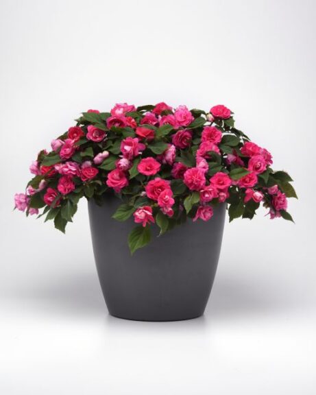 Double Impatiens Glimmer Series (Ball FloraPlant)