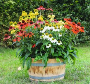 Echinacea ‘PollyNation’ (Benary)