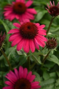 Echinacea 'Sombrero Poco Hot Pink' (Darwin Perennials)