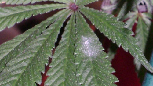 Managing Powdery Mildew in Cannabis Starts With Recognizing Symptoms