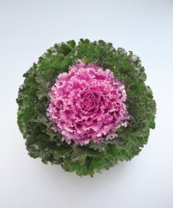 Flowering Kale ‘Crystal Deep Red’ and ‘Crystal Deep Pink’ (American Takii)