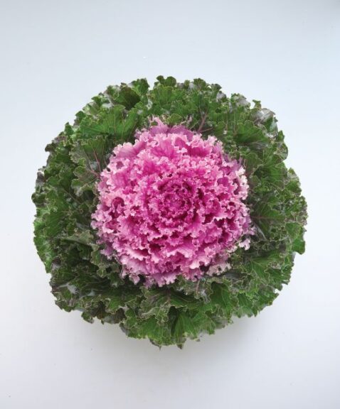 Flowering Kale ‘Crystal Deep Red’ and ‘Crystal Deep Pink’ (American Takii)