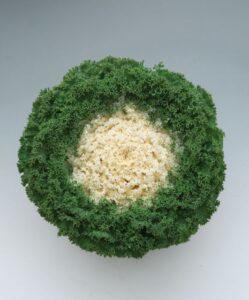 Flowering Kale ‘Kamome Bright Red’ and ‘Kamome Bright White’ (American Takii)