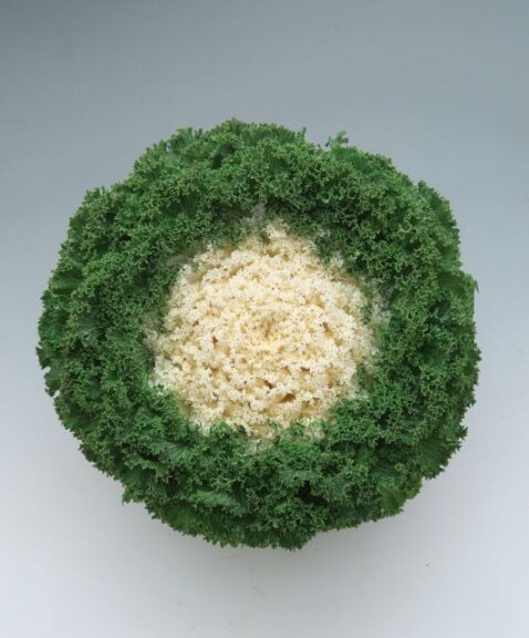 Flowering Kale ‘Kamome Bright Red’ and ‘Kamome Bright White’ (American Takii)