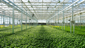 Gotham Greens’ Latest Expansion Plans Will Double Its Capacity