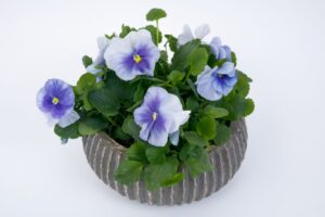 Grandio Pansies – Two New Colors (Sakata Ornamentals)