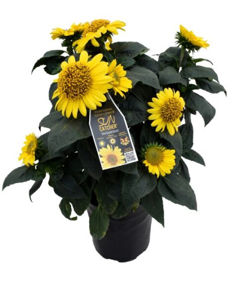 Helianthus ‘Suncatcher’ (Kientzler)