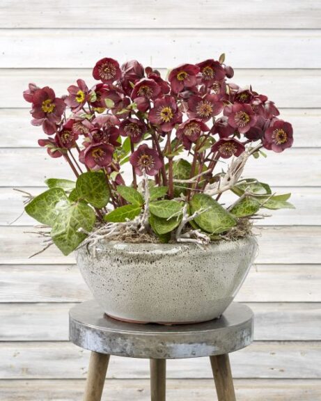Helleborus ‘Winter Angels Vibey Velvet’ (Pacific Plug & Liner)