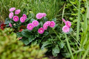Gerbera Garvinea Series (HilverdaFlorist)