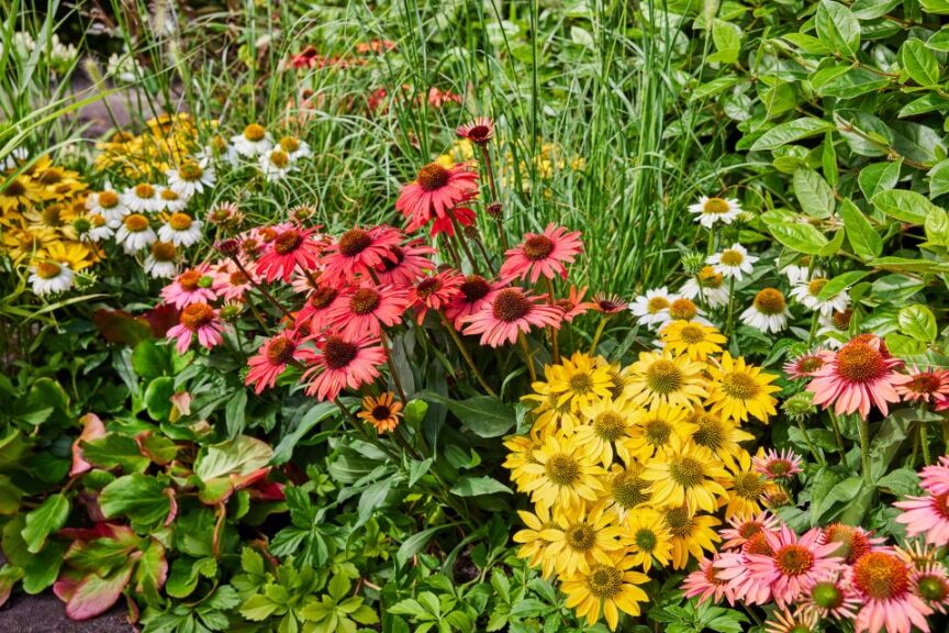 Echinacea MOOODZ Series (HilverdaFlorist)