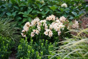 Alstroemeria ‘Summer Paradise Beach Valley’ (HilverdaFlorist)