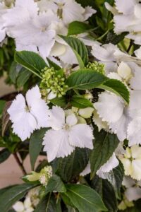 Hydrangea ‘Princess Bride’ (Plant Development Services International)