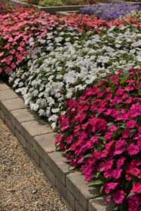 Impatiens Solarscape Series (PanAmerican Seed)